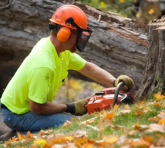 tree services Stockport